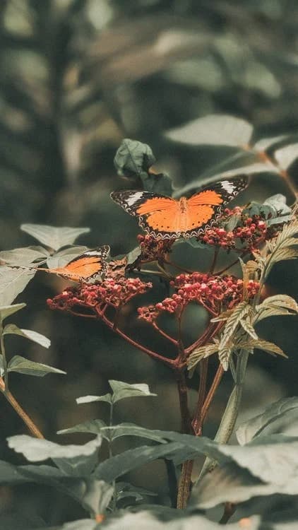 Butterfly on a branch with warm light